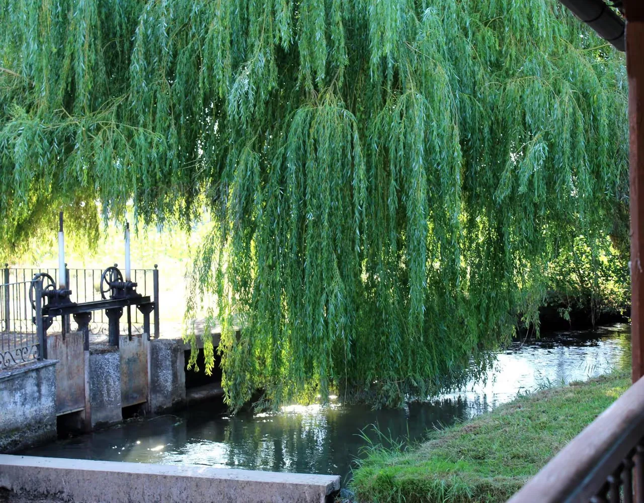 Un sauce se inclina sobre el río junto al jardín de El Sotillo